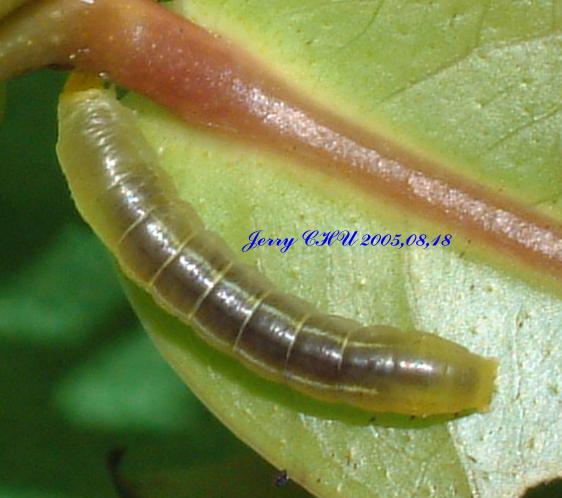 按此在新視窗瀏覽圖片