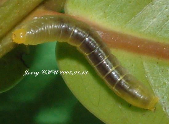 按此在新視窗瀏覽圖片