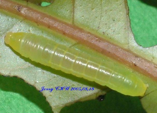 按此在新視窗瀏覽圖片