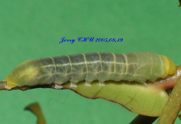 按此在新視窗瀏覽圖片