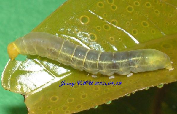 按此在新視窗瀏覽圖片