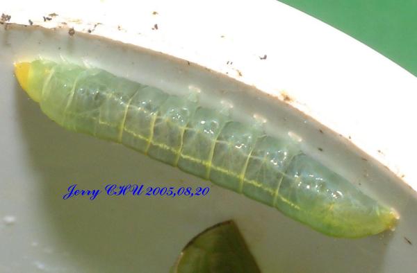 按此在新視窗瀏覽圖片