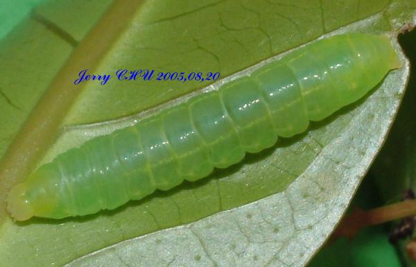 按此在新視窗瀏覽圖片