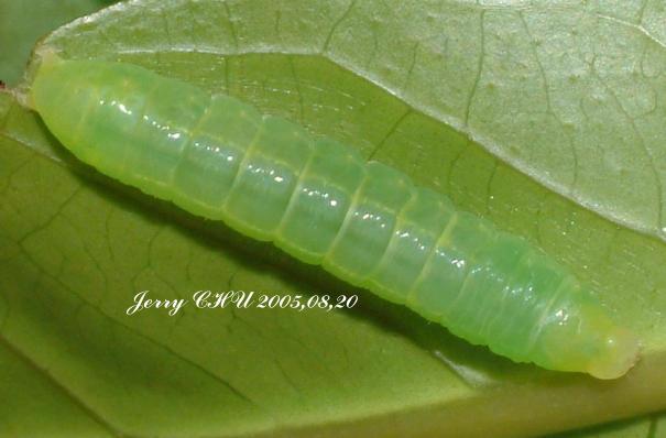 按此在新視窗瀏覽圖片