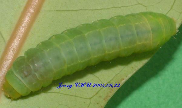 按此在新視窗瀏覽圖片