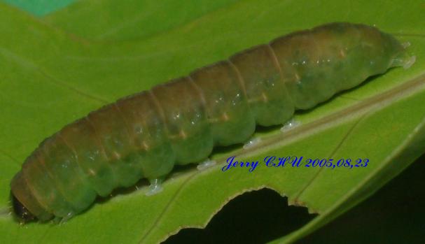 按此在新視窗瀏覽圖片