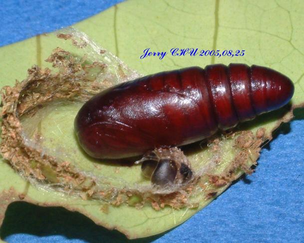 按此在新視窗瀏覽圖片