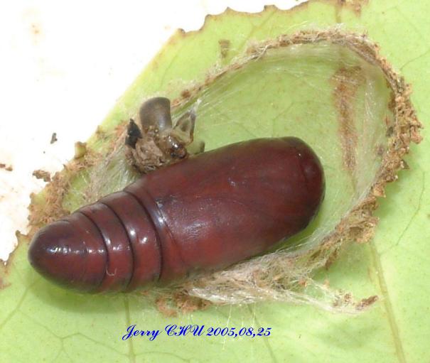 按此在新視窗瀏覽圖片