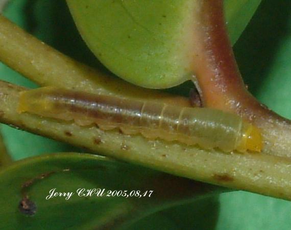 按此在新視窗瀏覽圖片