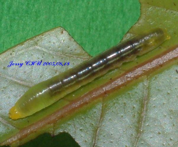 按此在新視窗瀏覽圖片