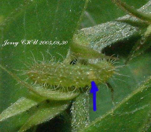 按此在新視窗瀏覽圖片