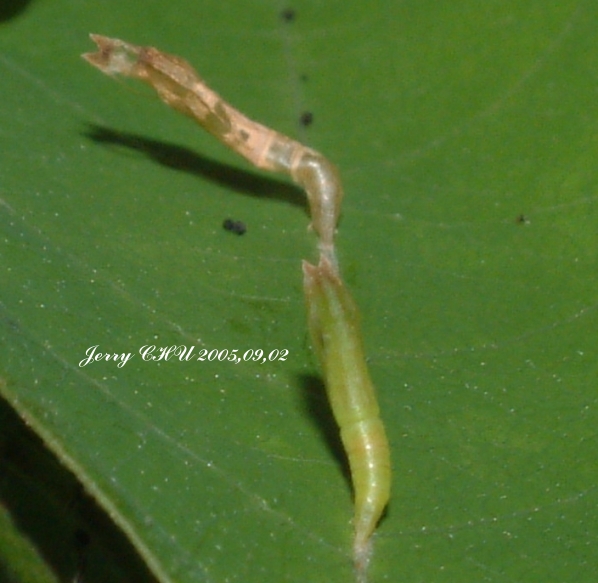 按此在新視窗瀏覽圖片
