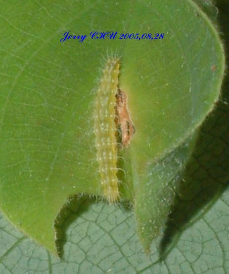 按此在新視窗瀏覽圖片