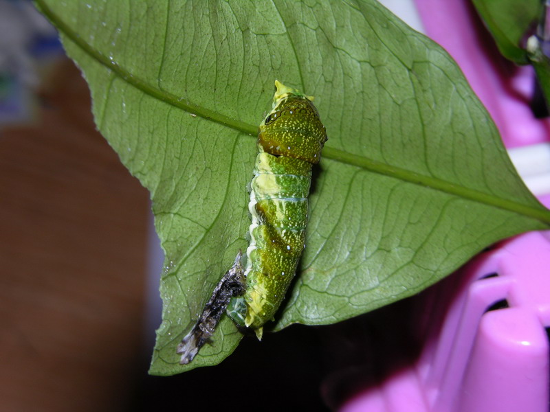 按此在新視窗瀏覽圖片
