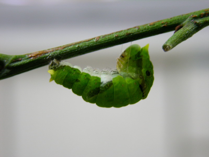 按此在新視窗瀏覽圖片
