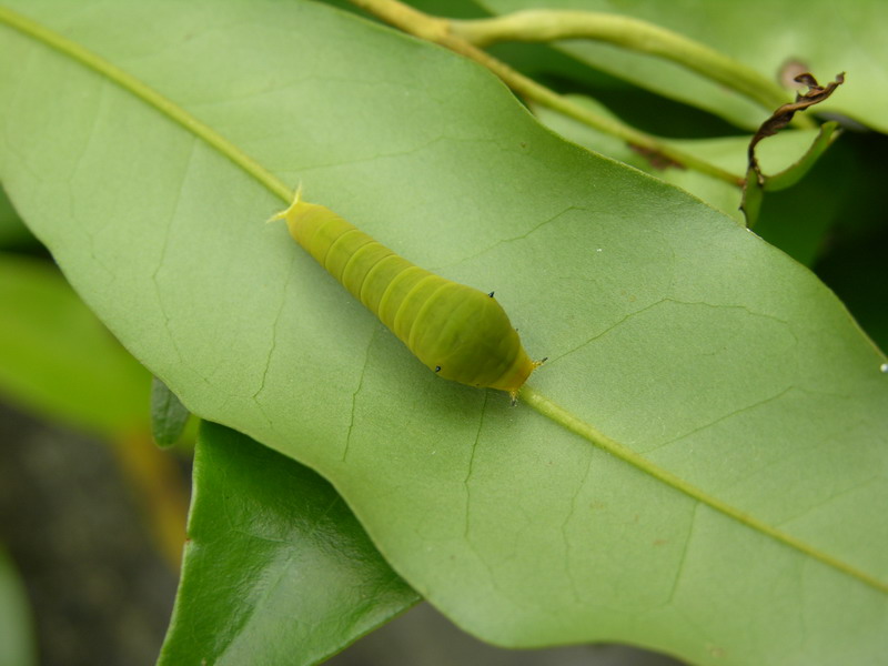 按此在新視窗瀏覽圖片