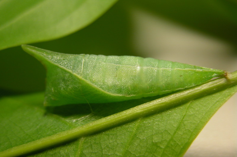 按此在新視窗瀏覽圖片