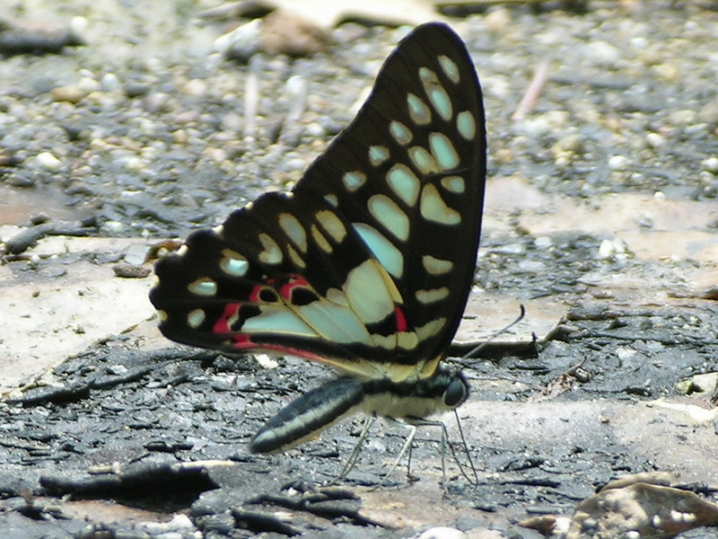 按此在新視窗瀏覽圖片