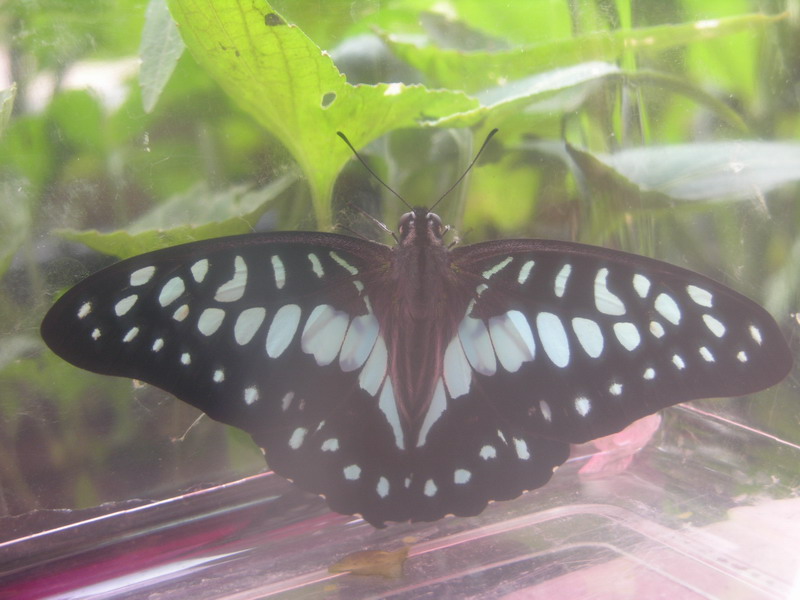 按此在新視窗瀏覽圖片