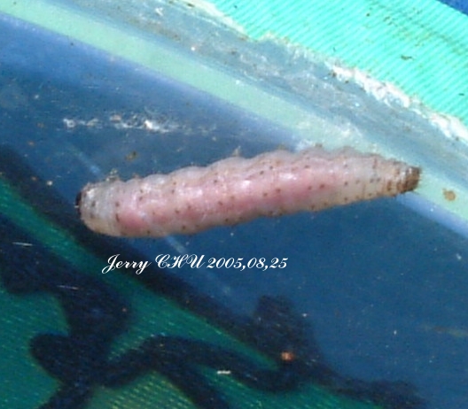 按此在新視窗瀏覽圖片