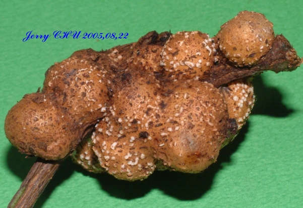 按此在新視窗瀏覽圖片