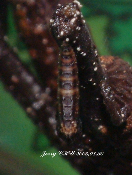 按此在新視窗瀏覽圖片