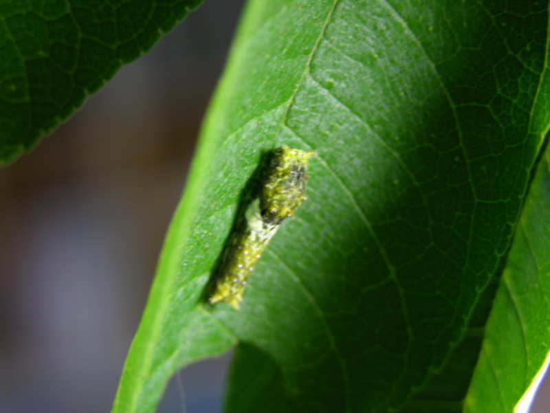 按此在新視窗瀏覽圖片