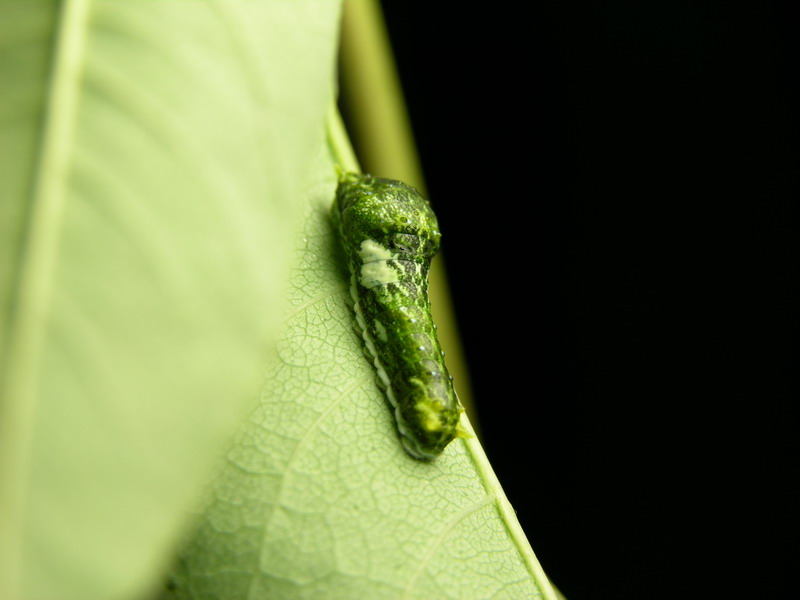 按此在新視窗瀏覽圖片