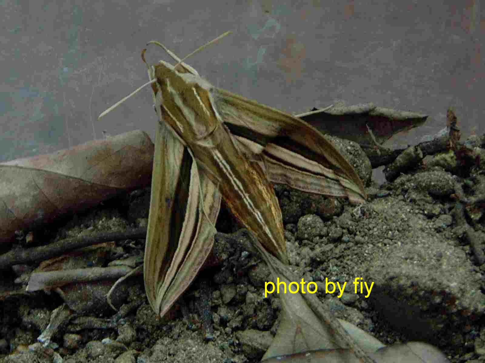 按此在新視窗瀏覽圖片