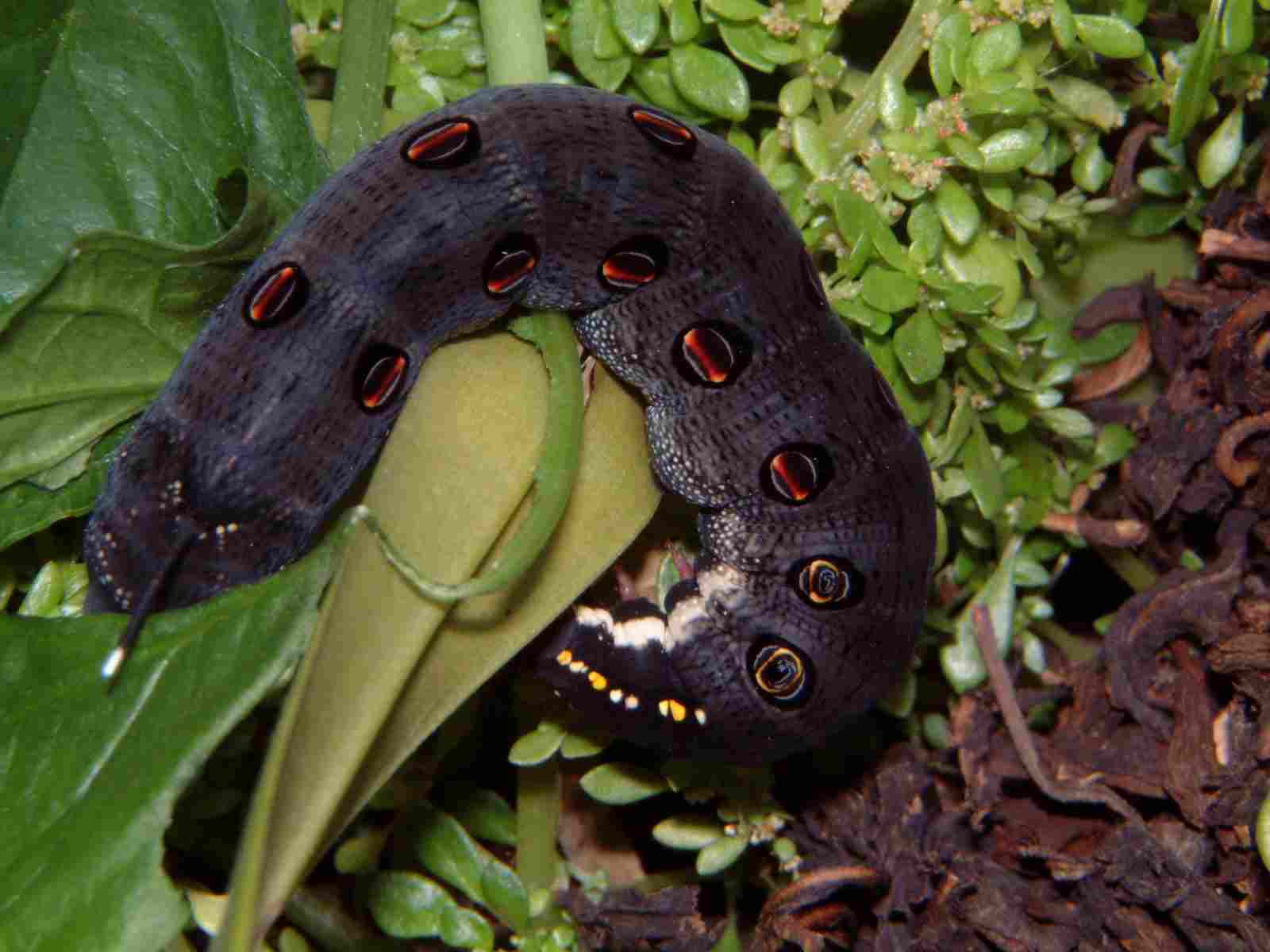 按此在新視窗瀏覽圖片