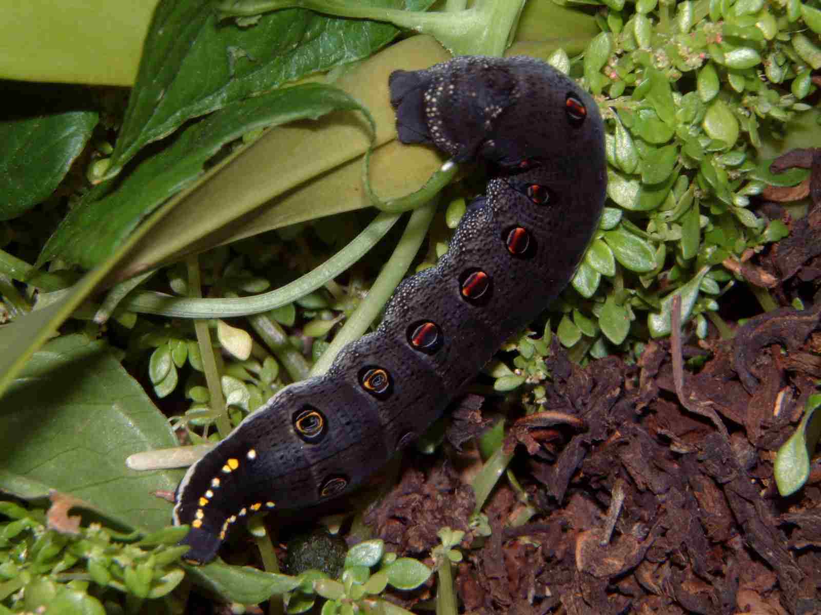 按此在新視窗瀏覽圖片