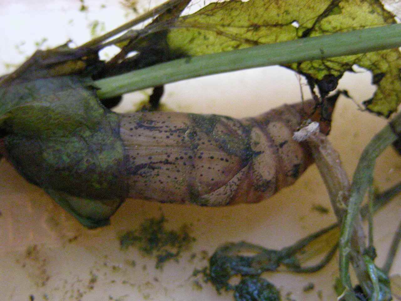 按此在新視窗瀏覽圖片