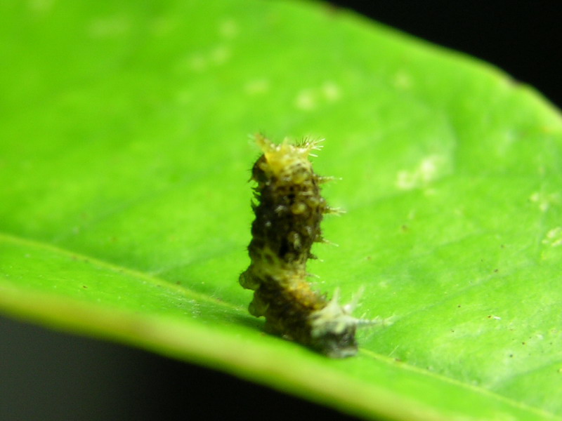 按此在新視窗瀏覽圖片