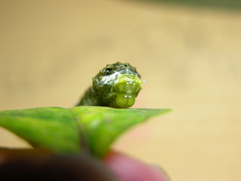 按此在新視窗瀏覽圖片