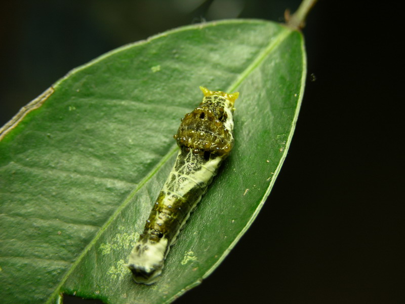 按此在新視窗瀏覽圖片