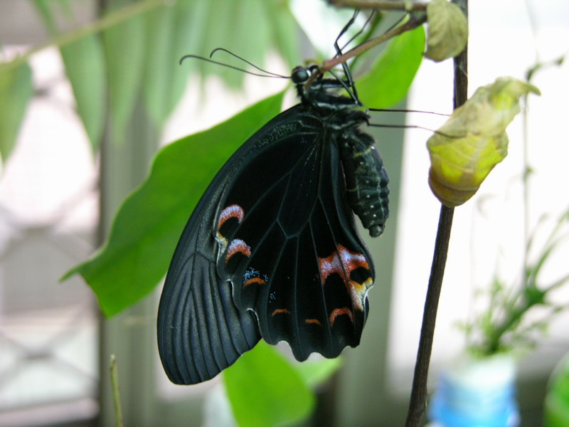 按此在新視窗瀏覽圖片