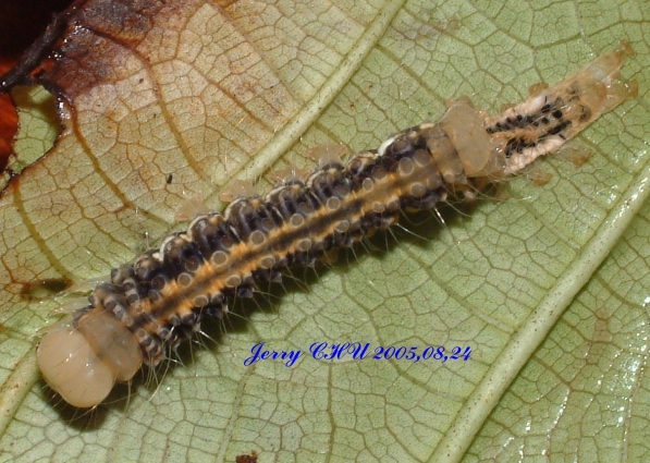 按此在新視窗瀏覽圖片