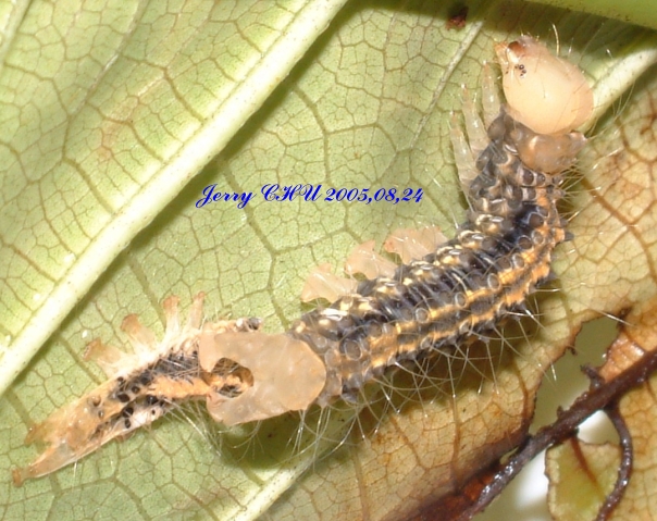 按此在新視窗瀏覽圖片