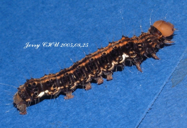 按此在新視窗瀏覽圖片