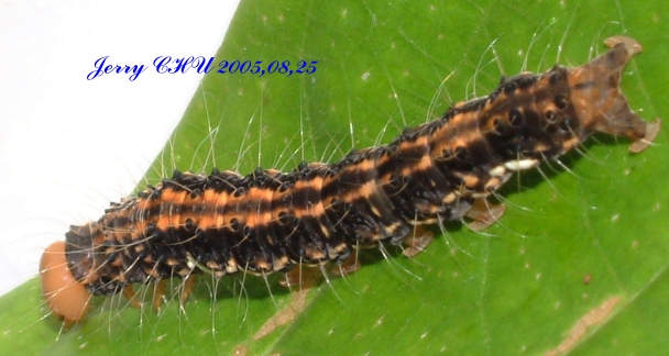 按此在新視窗瀏覽圖片