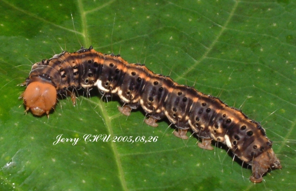 按此在新視窗瀏覽圖片