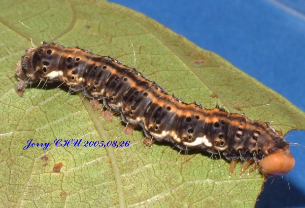 按此在新視窗瀏覽圖片