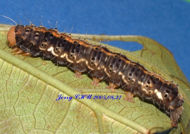 按此在新視窗瀏覽圖片