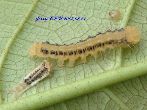 按此在新視窗瀏覽圖片