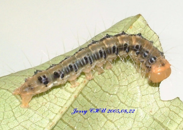 按此在新視窗瀏覽圖片