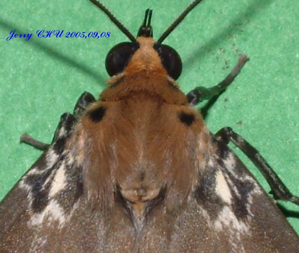 按此在新視窗瀏覽圖片