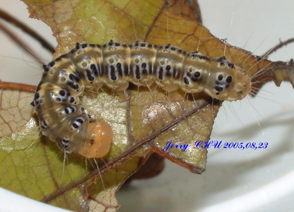 按此在新視窗瀏覽圖片