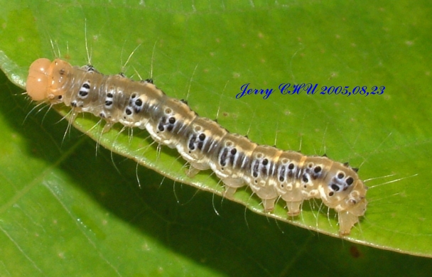 按此在新視窗瀏覽圖片