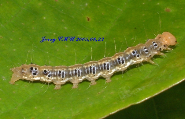 按此在新視窗瀏覽圖片