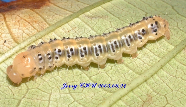 按此在新視窗瀏覽圖片